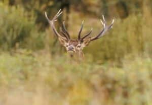 Un grand cerf élaphe mâle aux bois ramifiés émerge de la végétation, le regard alerte dans la forêt automnale.